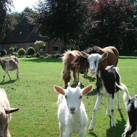 De Bruine Beuk Farm stay